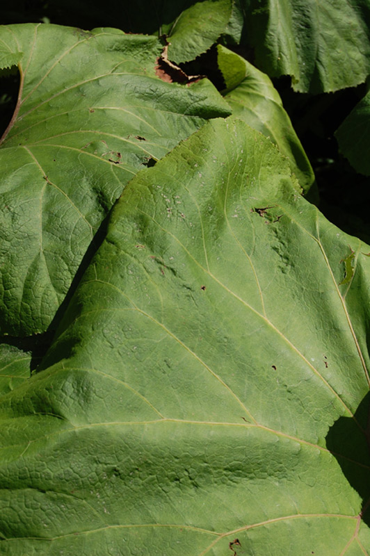 Pétasite géant du Japon