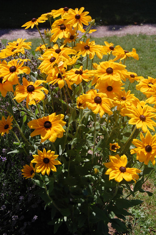 Rudbeckia 'Toto Lemon'