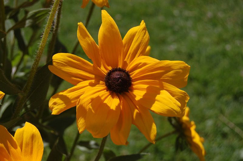Rudbeckia 'Toto Lemon'