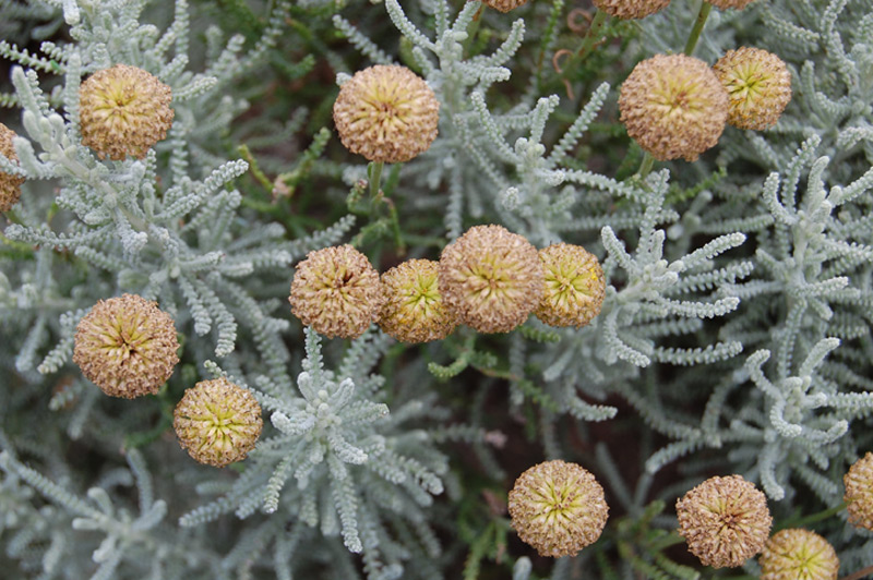 Santoline Petit-cyprès