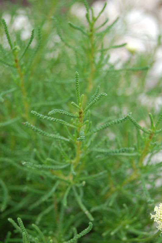 Santoline à feuilles de romarin