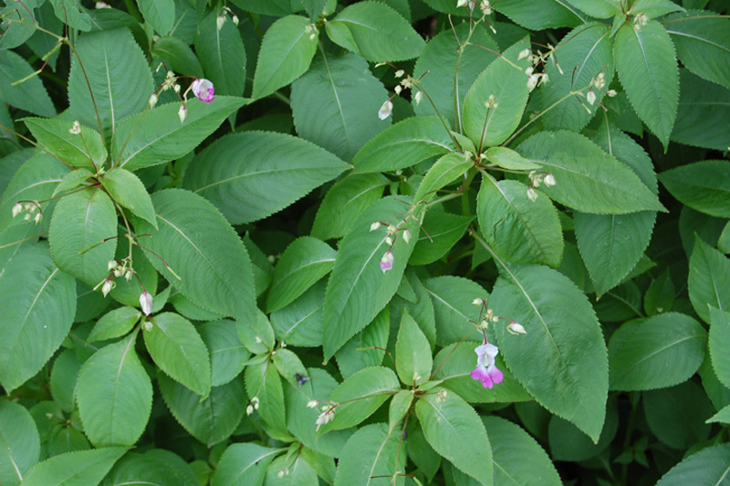 Impatience de Balfour