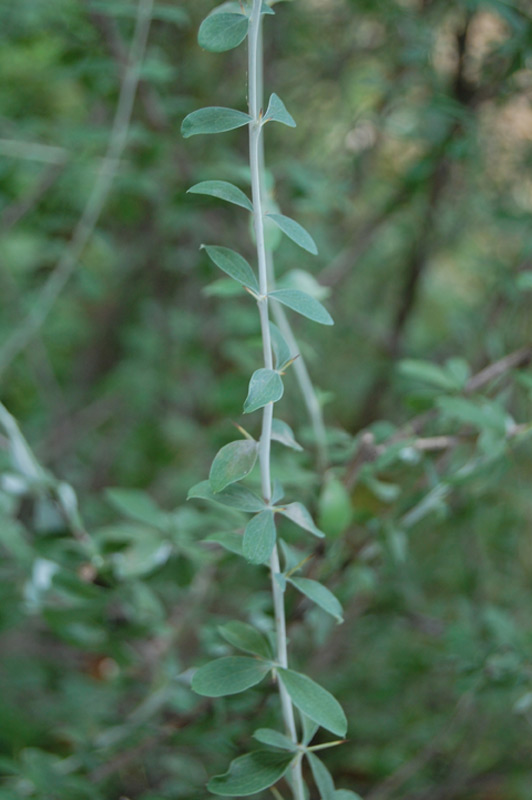 Berberis dictyophylla