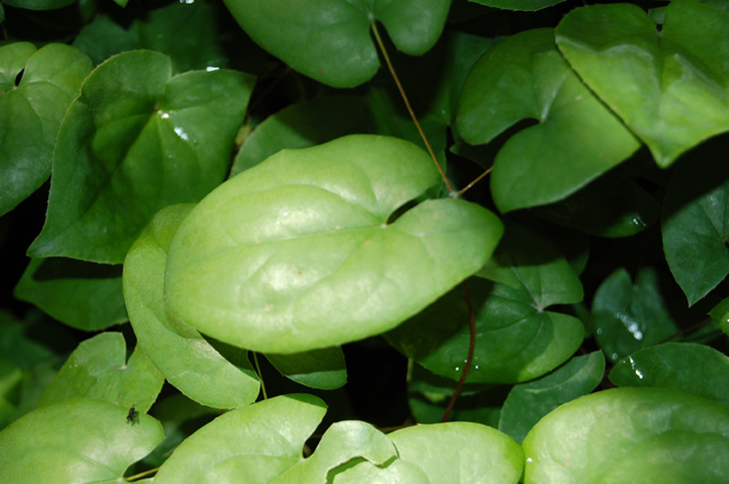 Fleur des elfes 'Sulphureum'