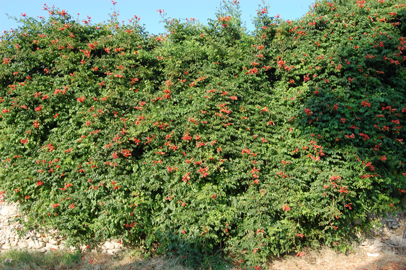 Bignone 'Indian Summer'