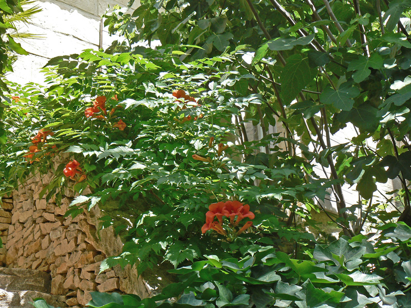 Bignone 'Indian Summer'