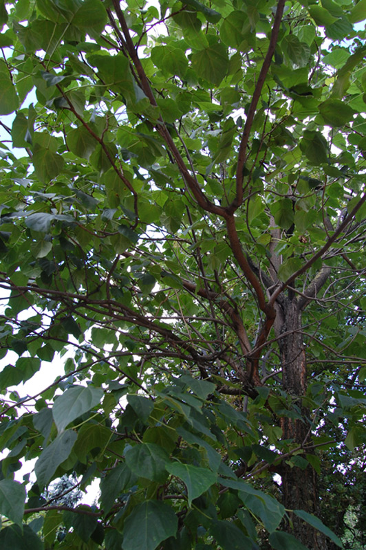 Catalpa de Farges