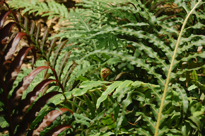 Fougère arborescente