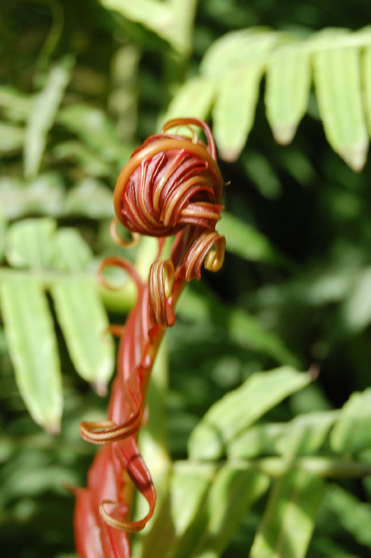 Fougère arborescente