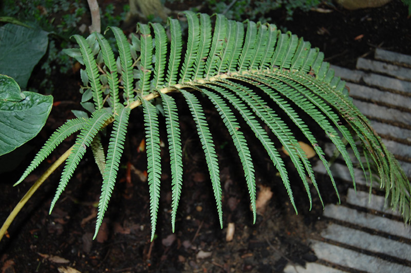 Sadleria souleytiana