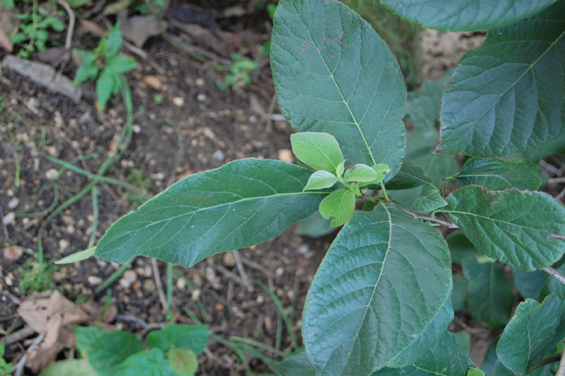 Ehretia à grandes feuilles
