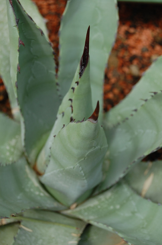 Agave parrasana