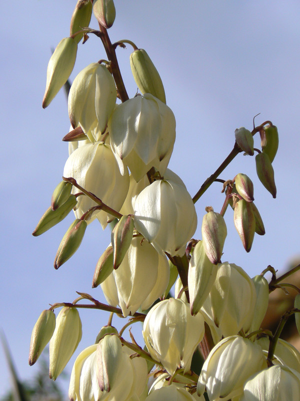 Yucca filamenteux