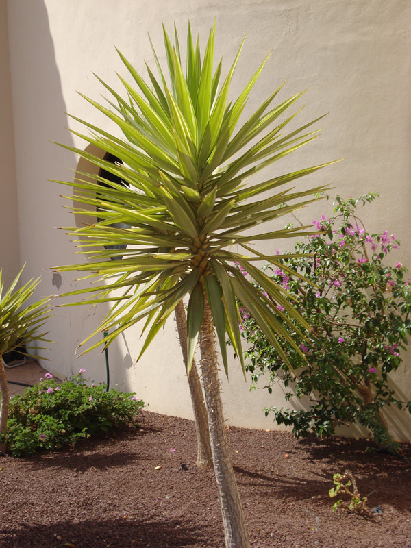 Yucca superbe