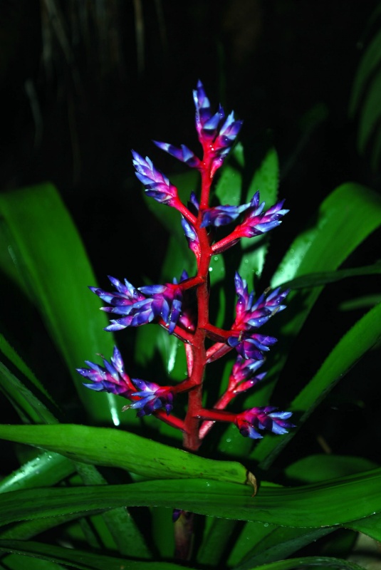 Aechméa "Blue Rain"