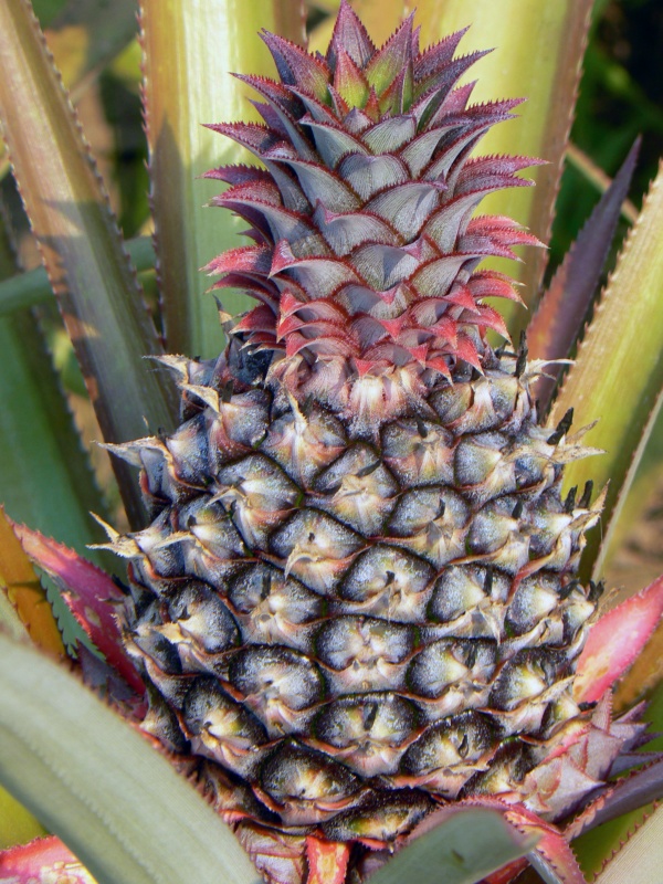 Ananas