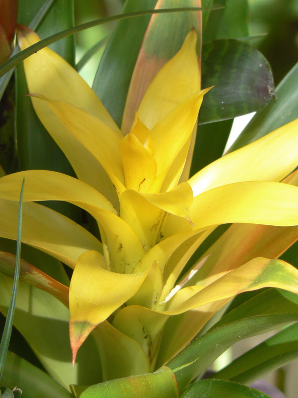 Bromeliacées