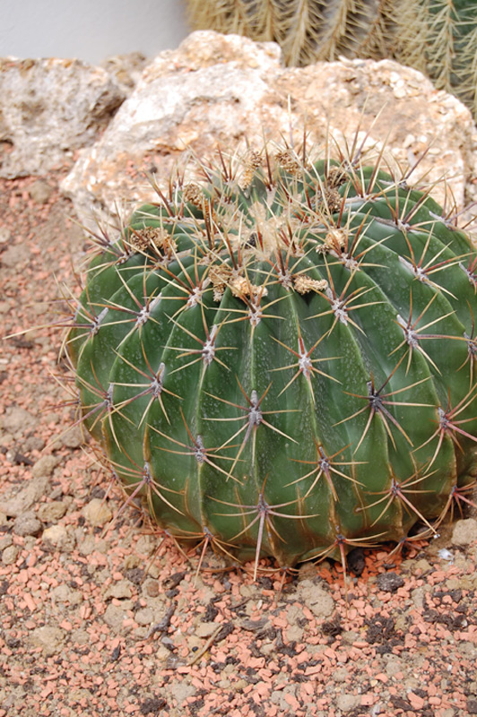 Cleistocactus grossei