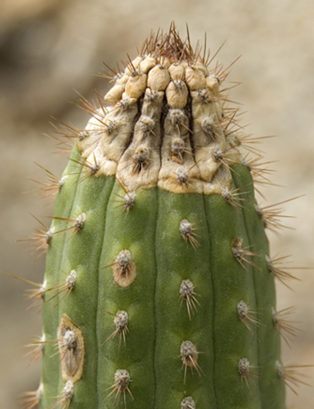 Cleistocactus laniceps