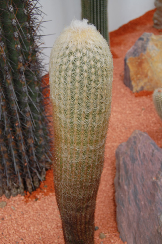 Espostoa lanata