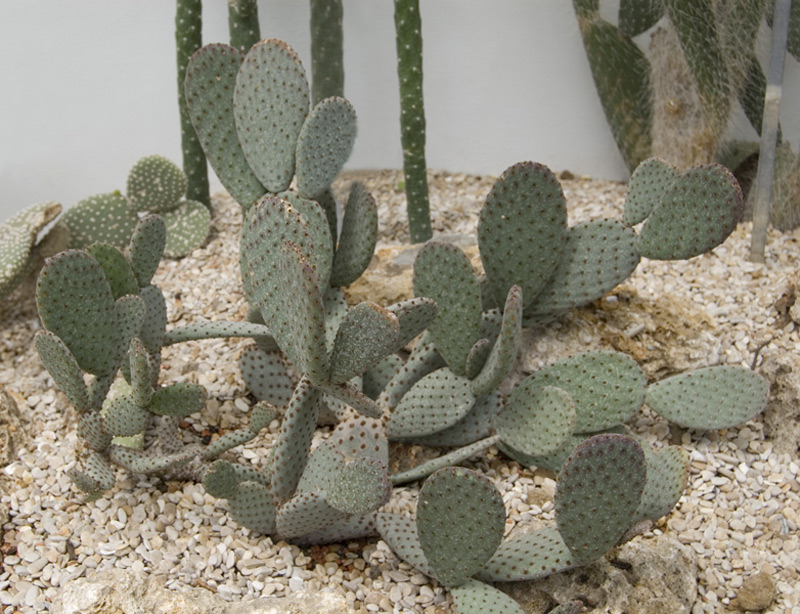 Opuntia basilaris