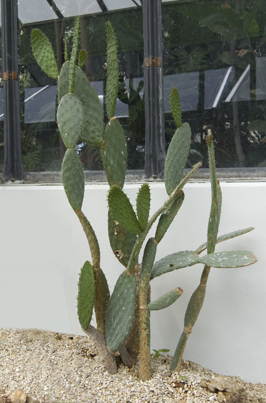 Opuntia leucotricha