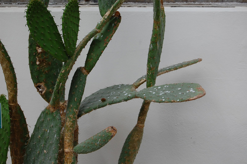 Opuntia leucotricha