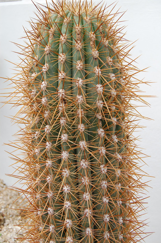 Oreocereus celsianus