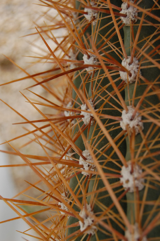 Oreocereus celsianus