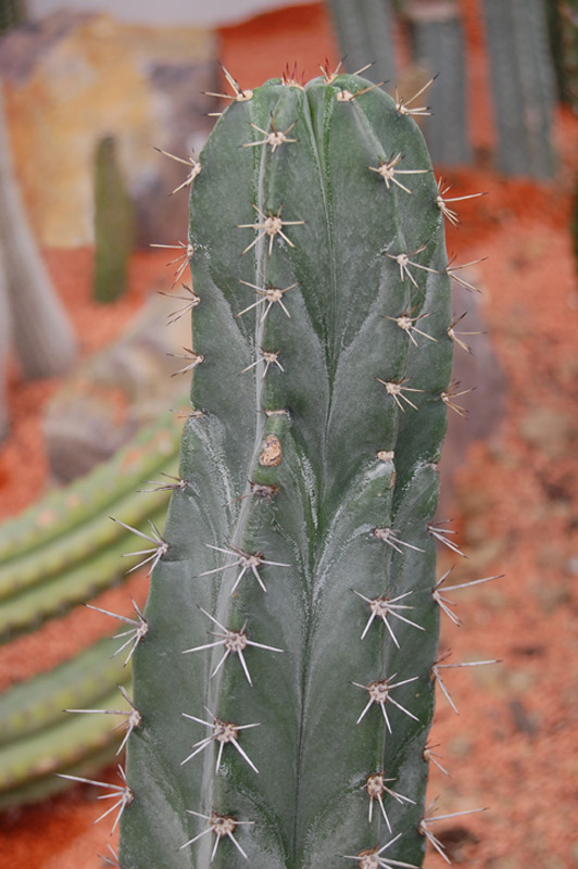 Stenocereus pruinosus