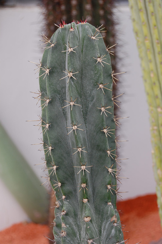 Stenocereus pruinosus