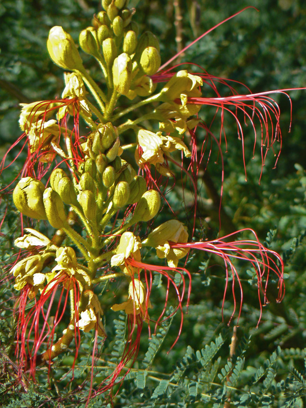 Poinciana nain jaune