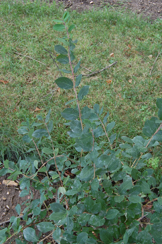 Chèvrefeuille d'hiver