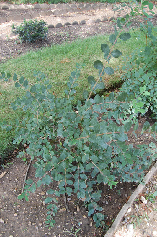 Chèvrefeuille d'hiver