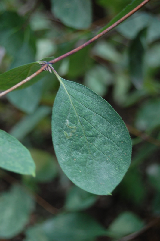 Chèvrefeuille des haies