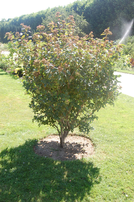 Chèvrefeuille de Tartarie