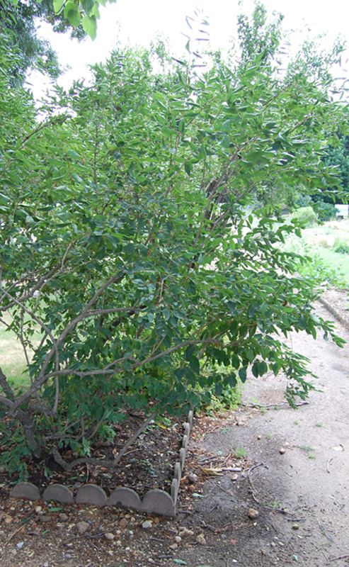 Chèvrefeuille de Tartarie