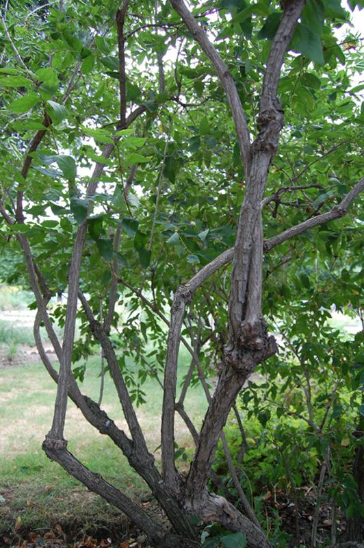 Chèvrefeuille de Tartarie