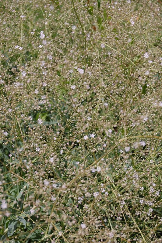 Gypsophila scorzonerifolia