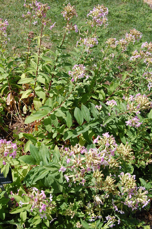 Saponaire officinale