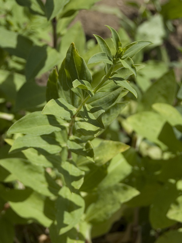 Saponaire officinale