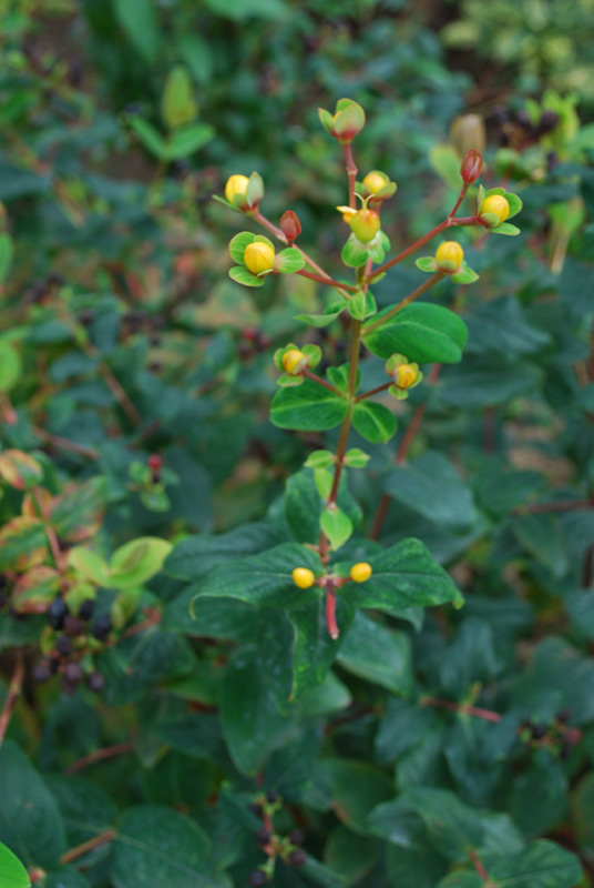 Millepertuis androsème