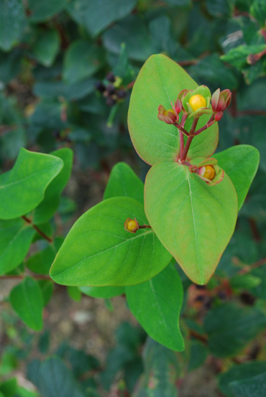 Millepertuis androsème