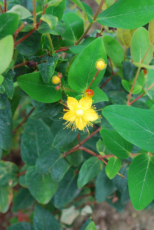 Millepertuis androsème