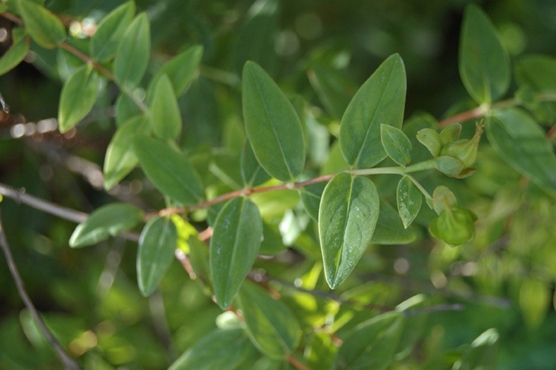 Millepertuis arbustif