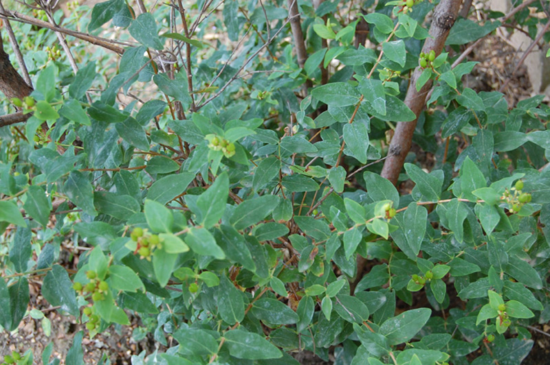 Millepertuis inodore