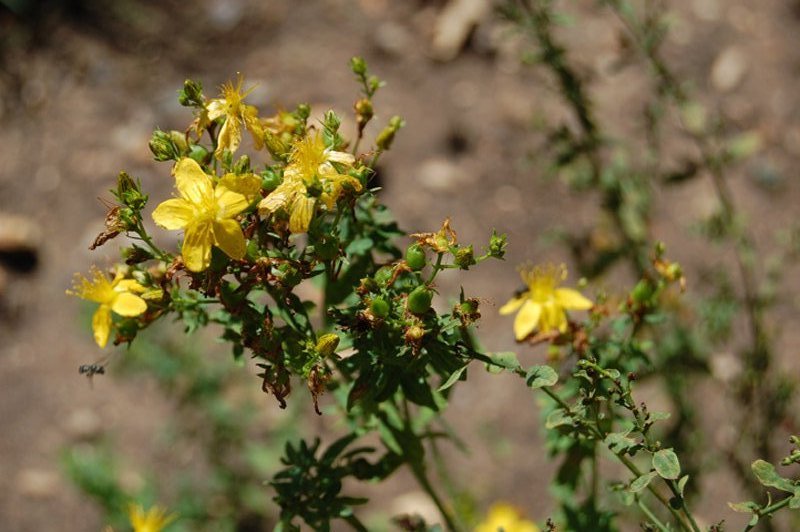 Millepertuis perforé