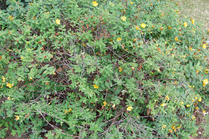 Millepertuis à rameaux déployés