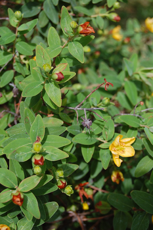 Millepertuis à rameaux déployés