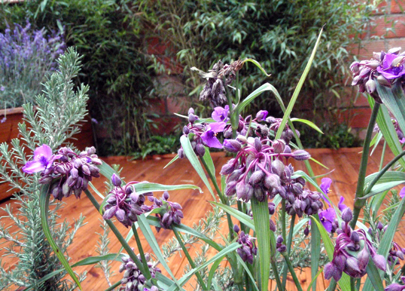 Ephémère de Virginie